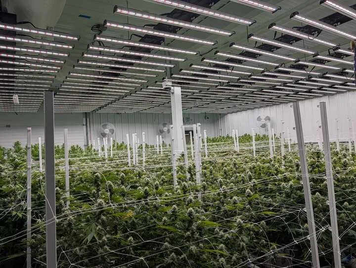 Grasshopper Farms 7.jpg
