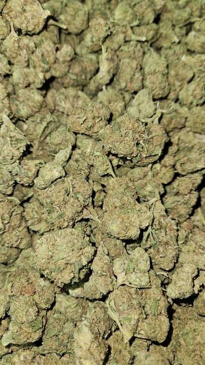 Grasshopper Farms 13.jpg