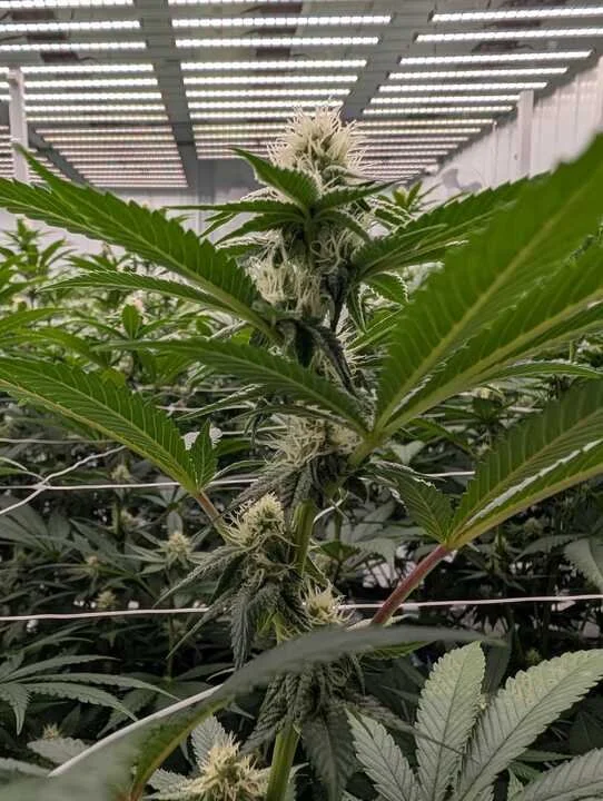 Grasshopper Farms 1.jpg