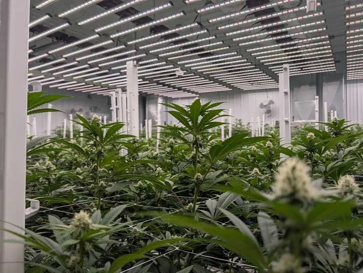 Grasshopper Farms 2.jpg