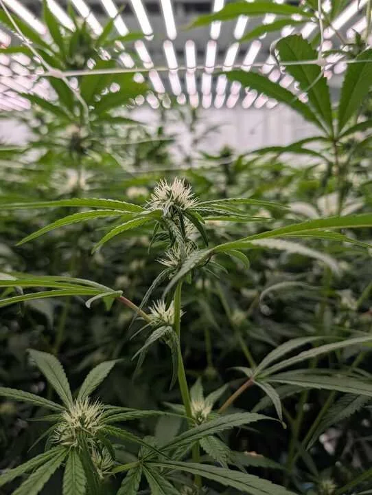 Grasshopper Farms 3.jpg