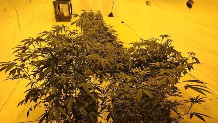 Grasshopper Farms 12.jpg