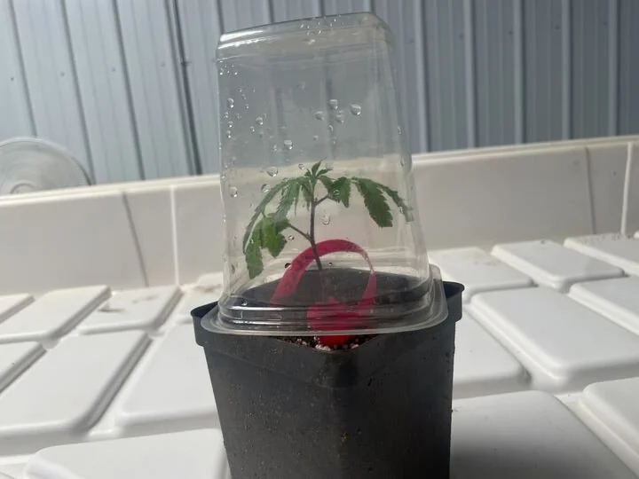 Grasshopper Farms 24.jpg