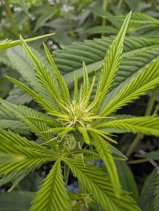 Grasshopper Farms 24.jpg