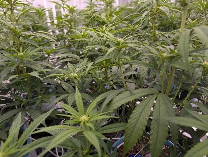 Grasshopper Farms 25.jpg