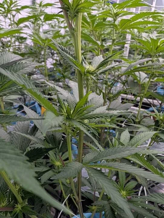 Grasshopper Farms 26.jpg