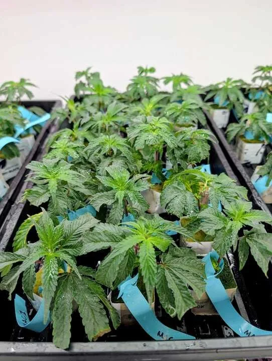 Grasshopper Farms 10.jpg