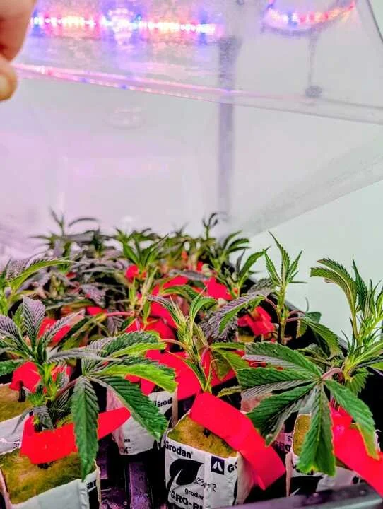 Grasshopper Farms 11.jpg