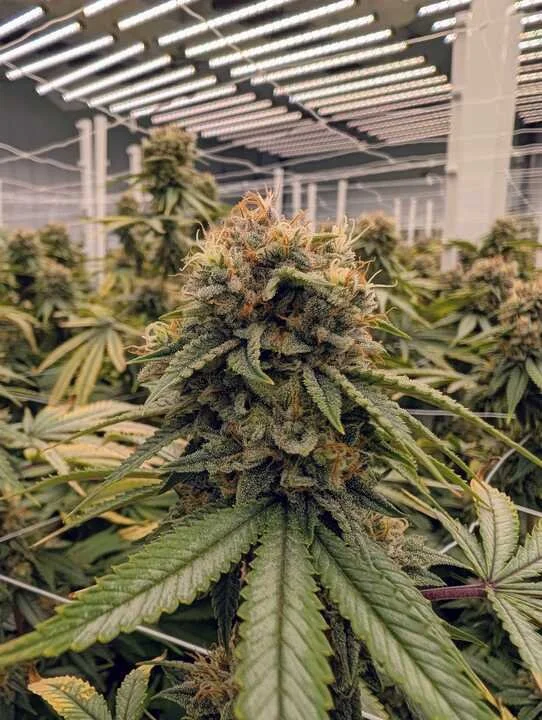 Grasshopper Farms 4.jpg