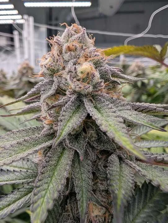 Grasshopper Farms 5.jpg