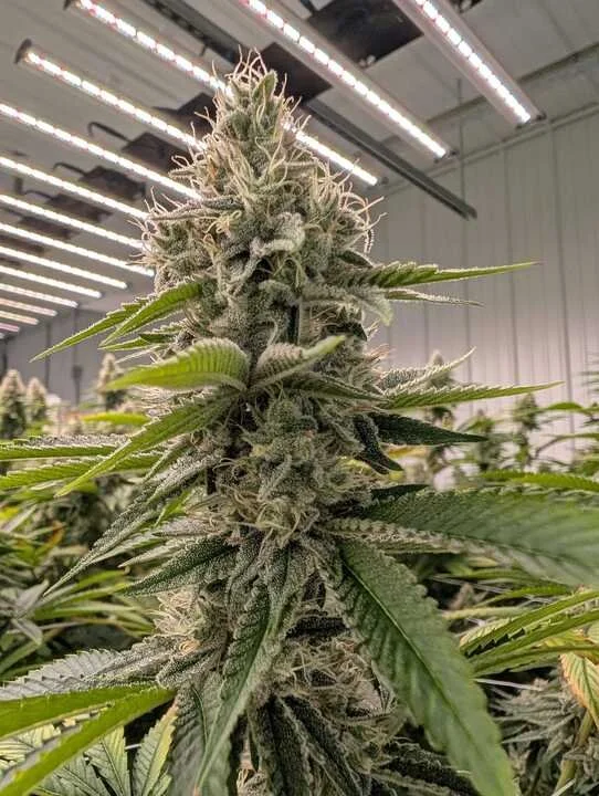 Grasshopper Farms 6.jpg