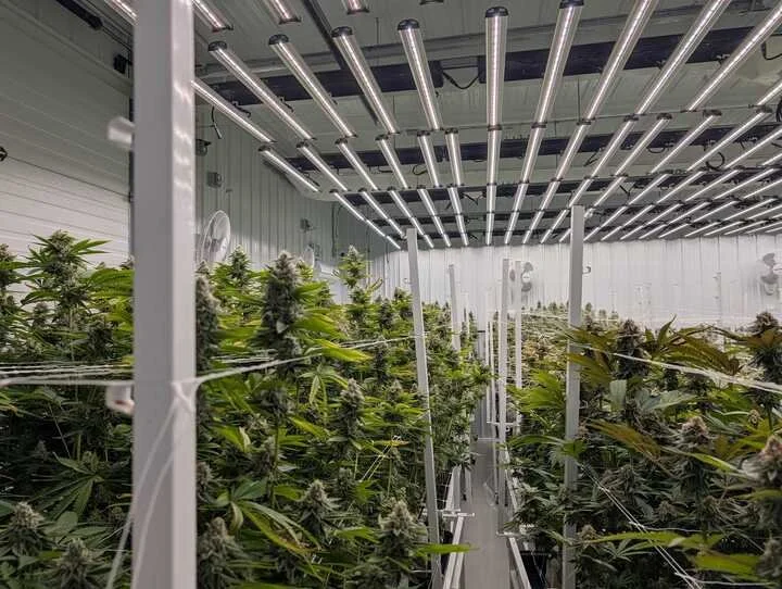 Grasshopper Farms 7.jpg