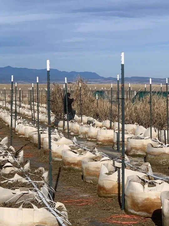 Grasshopper Farms 13.jpg