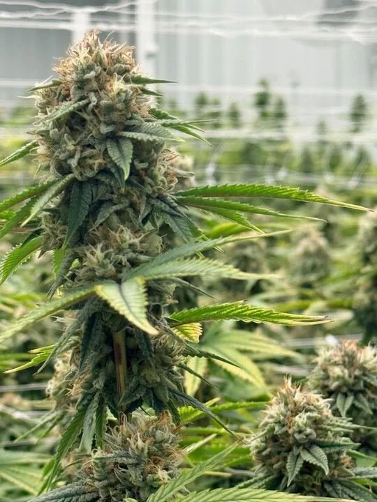 Grasshopper Farms 19.jpg