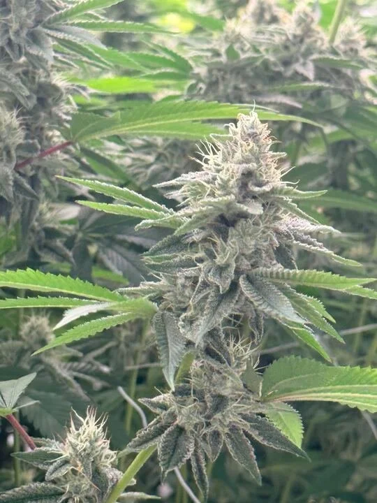 Grasshopper Farms 20.jpg