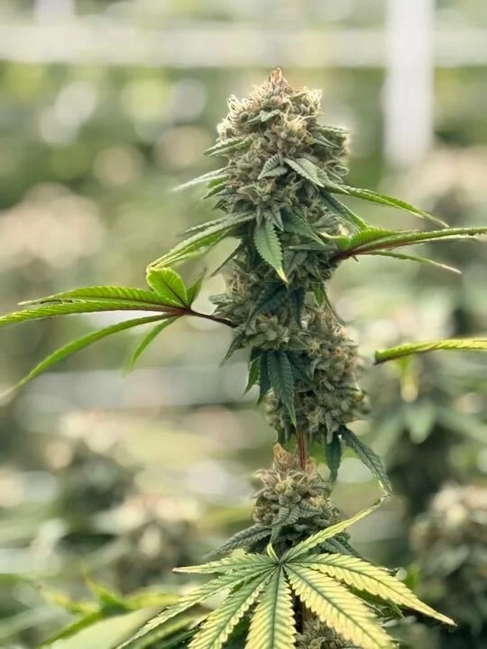 Grasshopper Farms 21.jpg