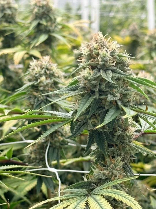 Grasshopper Farms 22.jpg