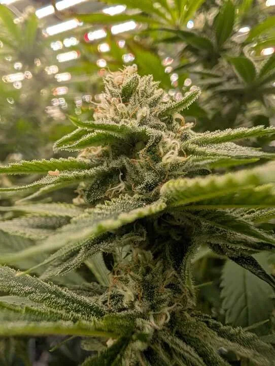 Grasshopper Farms 3.jpg