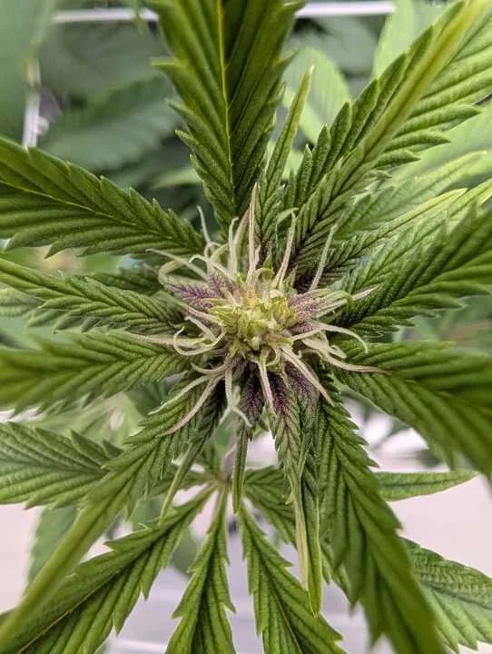 Grasshopper Farms 4.jpg