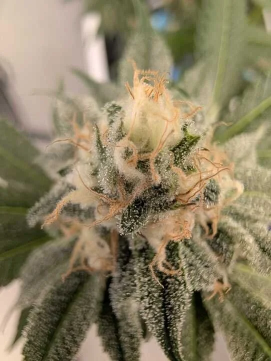 Grasshopper Farms 5.jpg