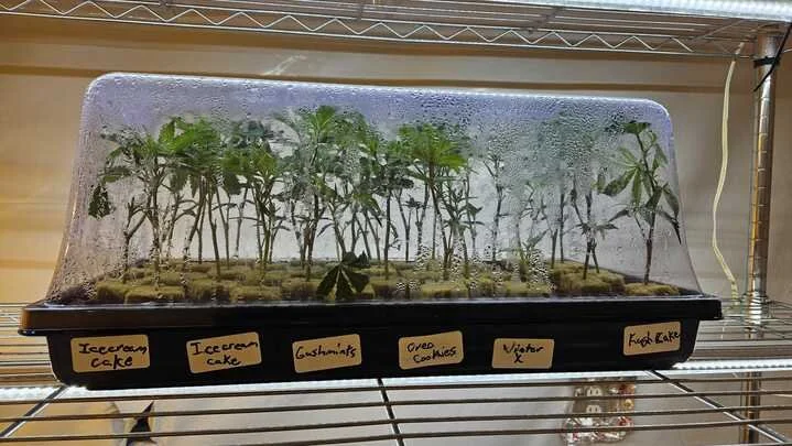 Grasshopper Farms 10.jpg