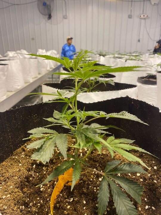 Grasshopper Farms 29.jpg