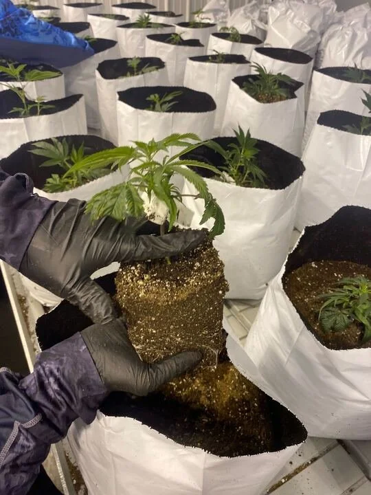 Grasshopper Farms 31.jpg