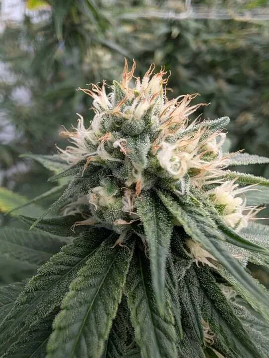 Progress Report: 2.27.2026