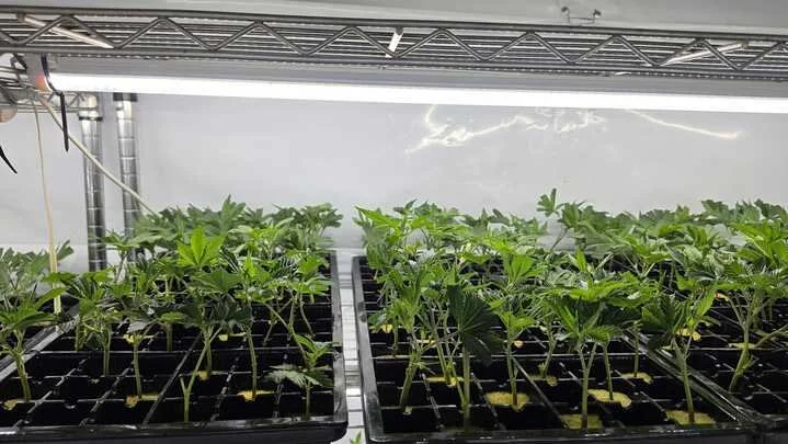 Grasshopper Farms 13.jpg