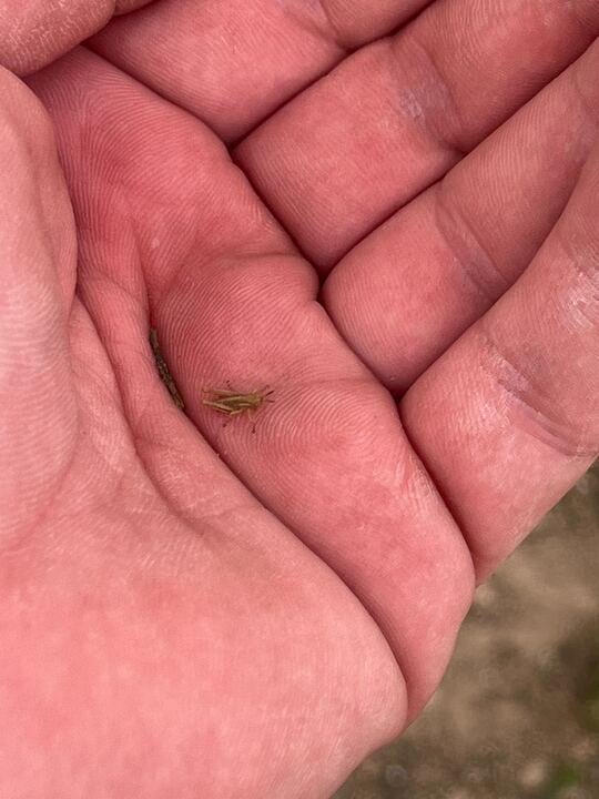 Grasshopper Farms 29.jpg