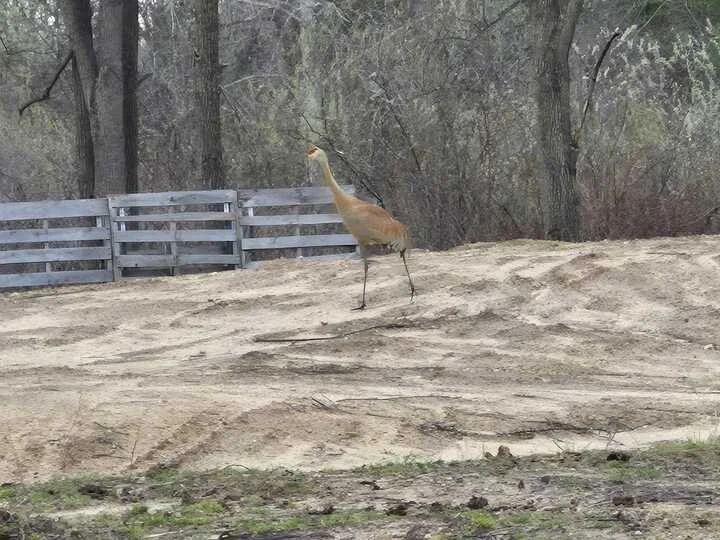 Grasshopper Farms 3.jpg