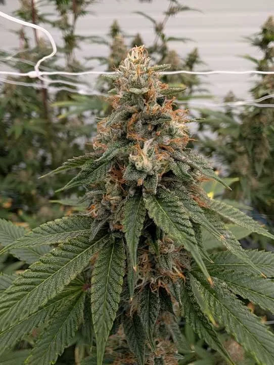 Grasshopper Farms 4b.jpg