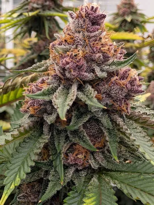 Grasshopper Farms 4c.jpg