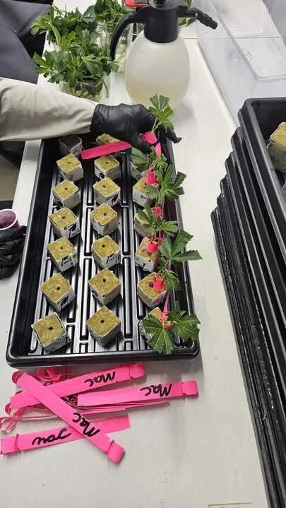 Grasshopper Farms 21.jpg