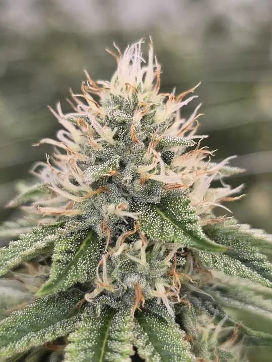 Grasshopper Farms 7.jpg