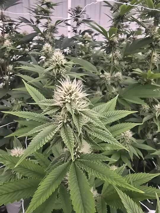 Grasshopper Farms 6.jpg