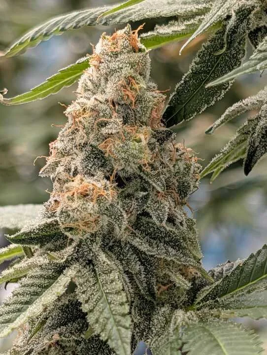 Grasshopper Farms 5.jpg