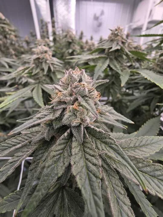 Grasshopper Farms 1.jpg