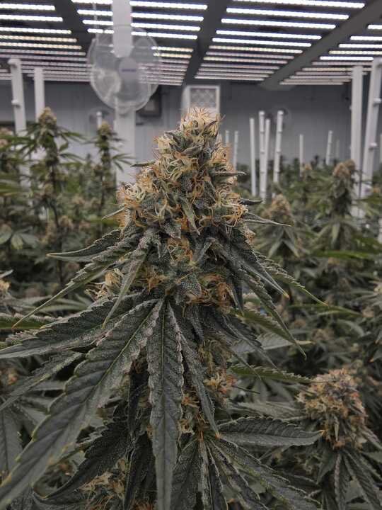 Grasshopper Farms 3.jpg