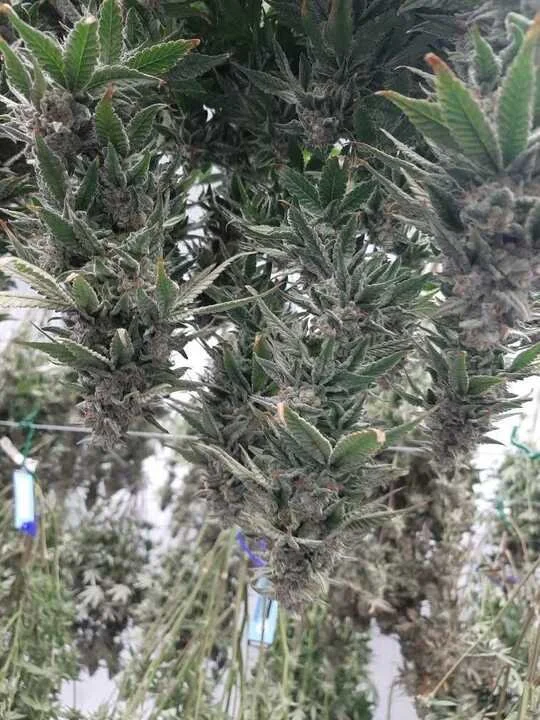 Grasshopper Farms 3.jpg