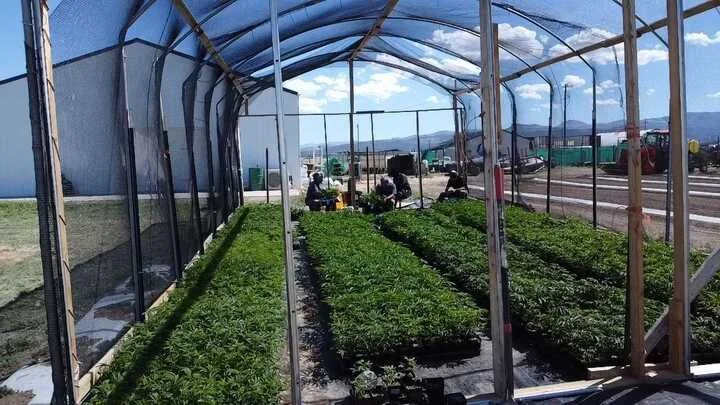 Grasshopper Farms 6.jpg