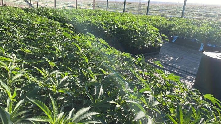 Grasshopper Farms 10.jpg