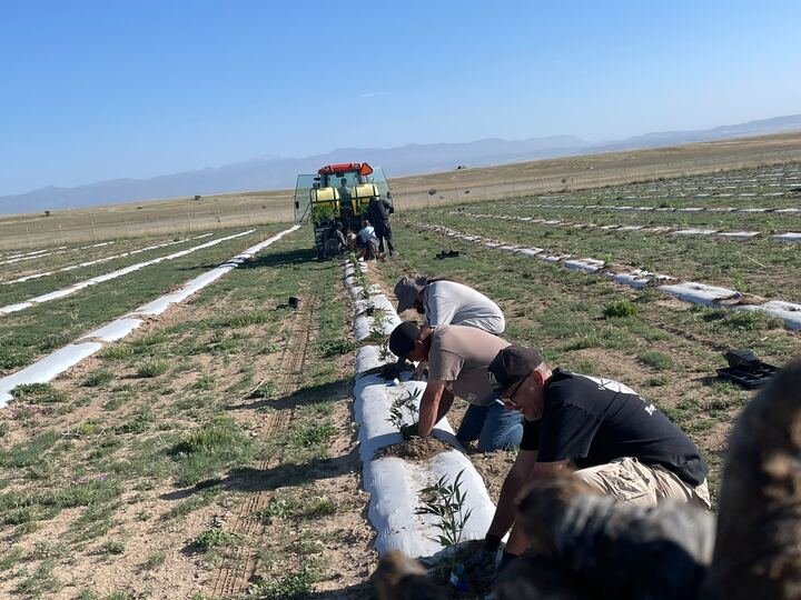 Grasshopper Farms 13.jpg