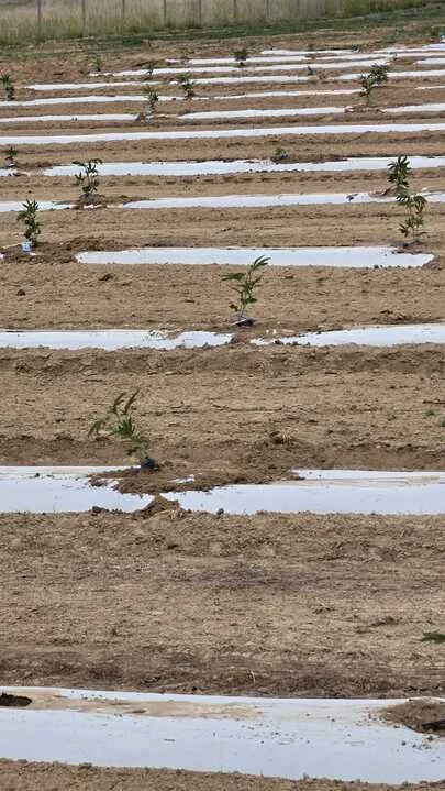 Grasshopper Farms 14.jpg