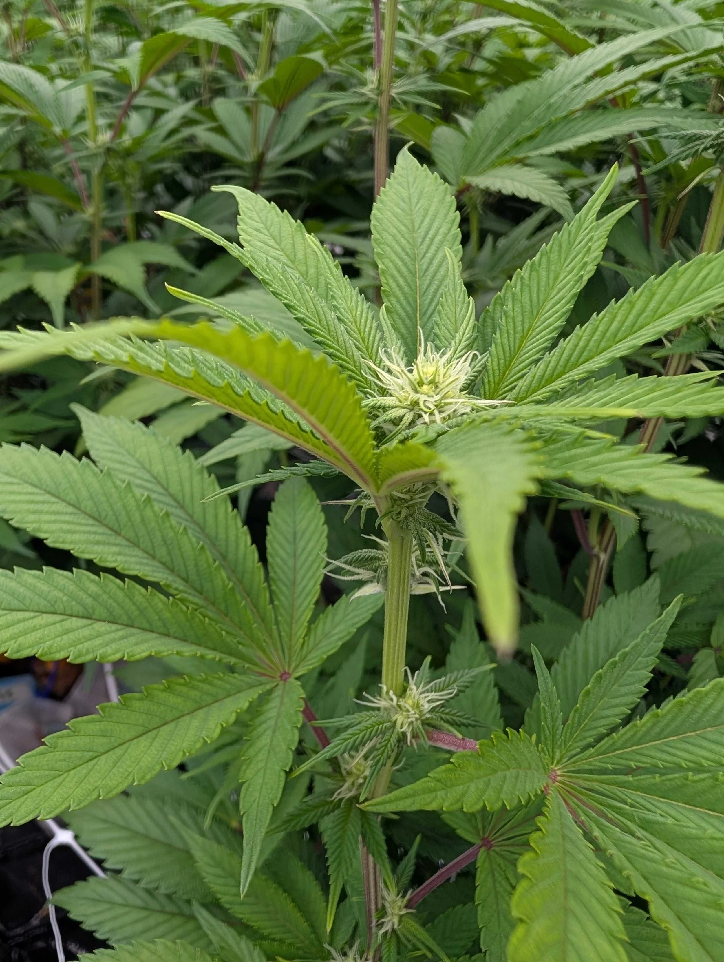 Starting to flower.