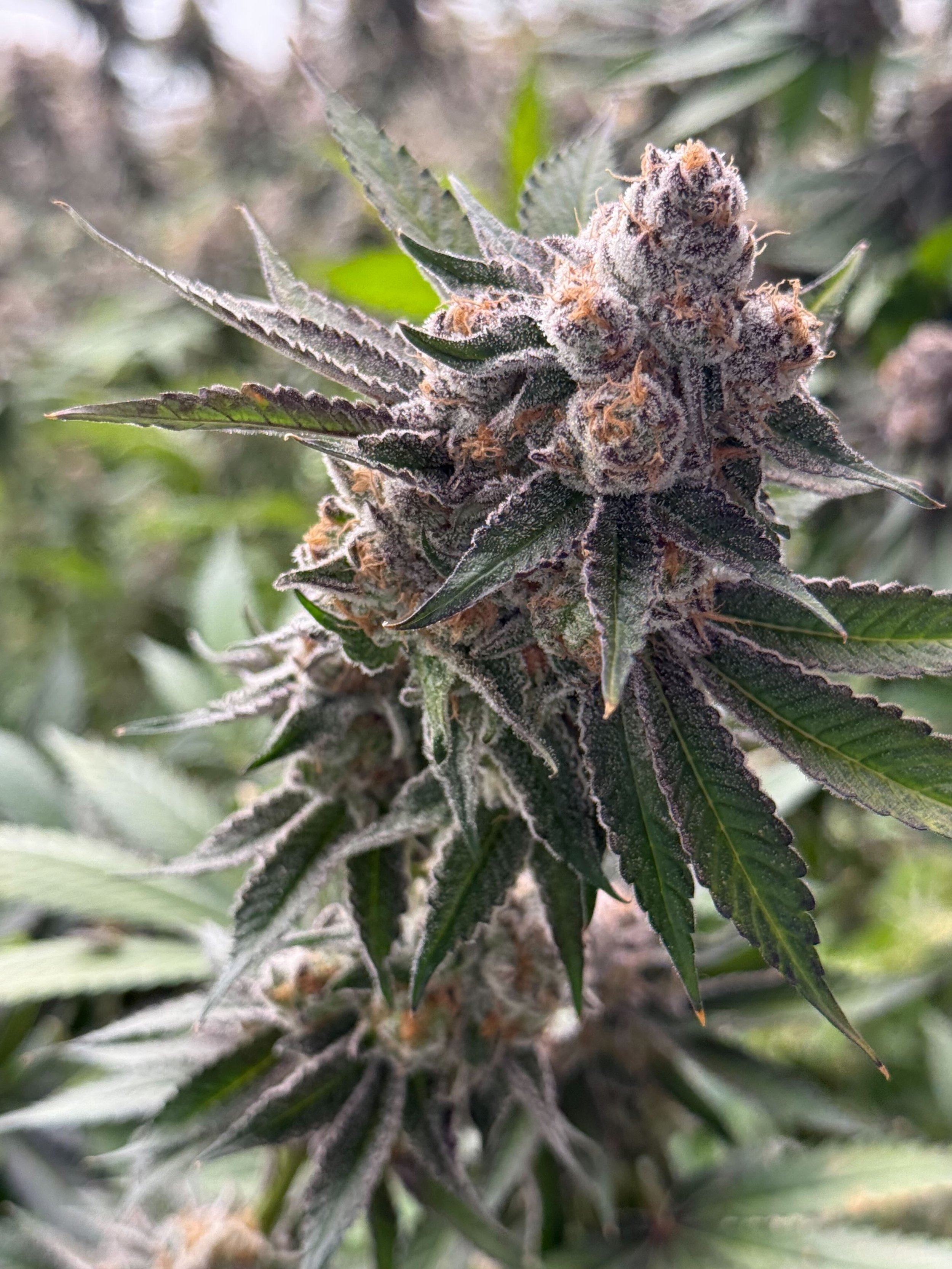 Ready for harvest.