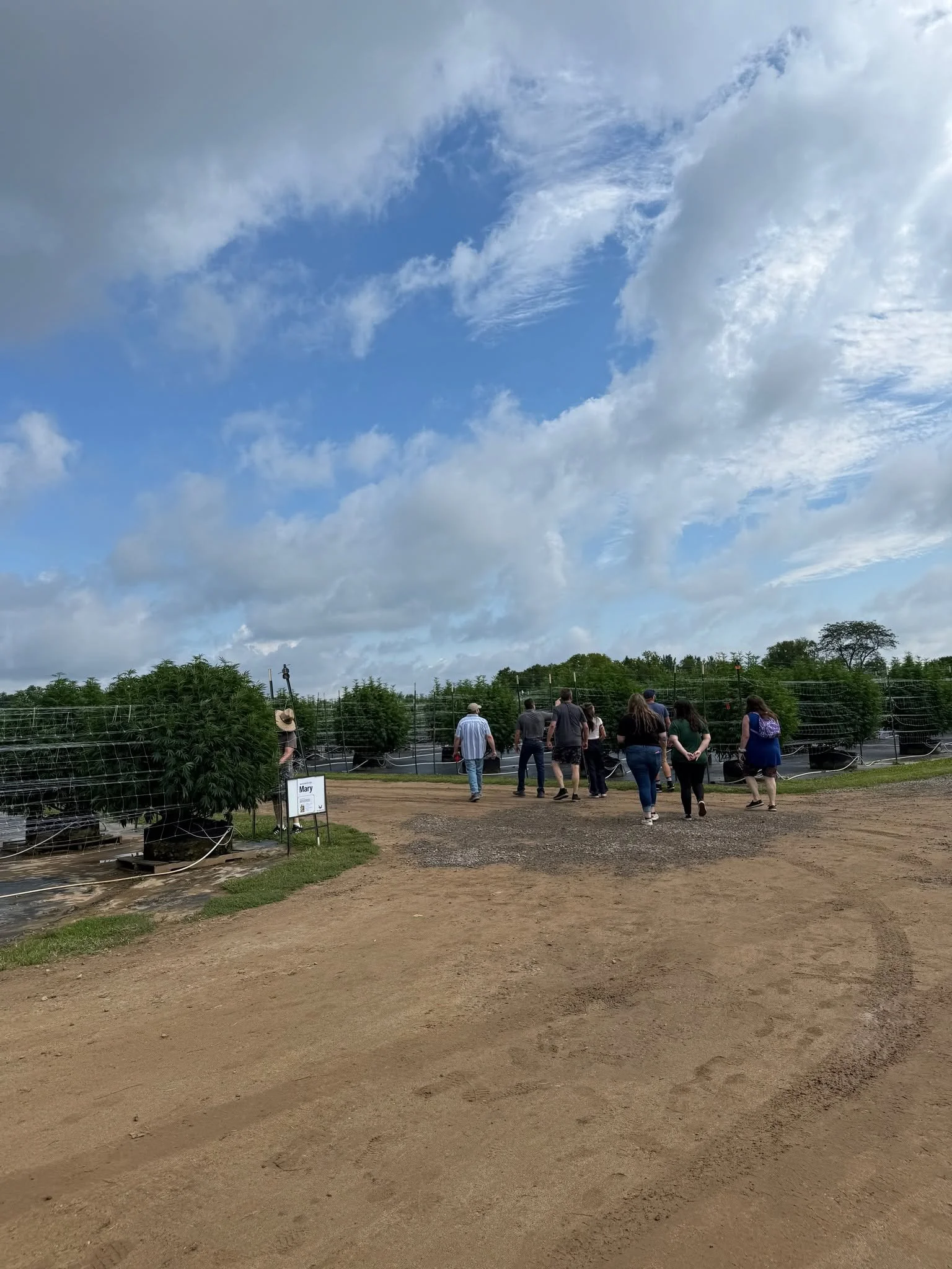A group of people walking through a cannabis farm with large cannabis plants growing in individual pots along with signs, under a partly cloudy sky.