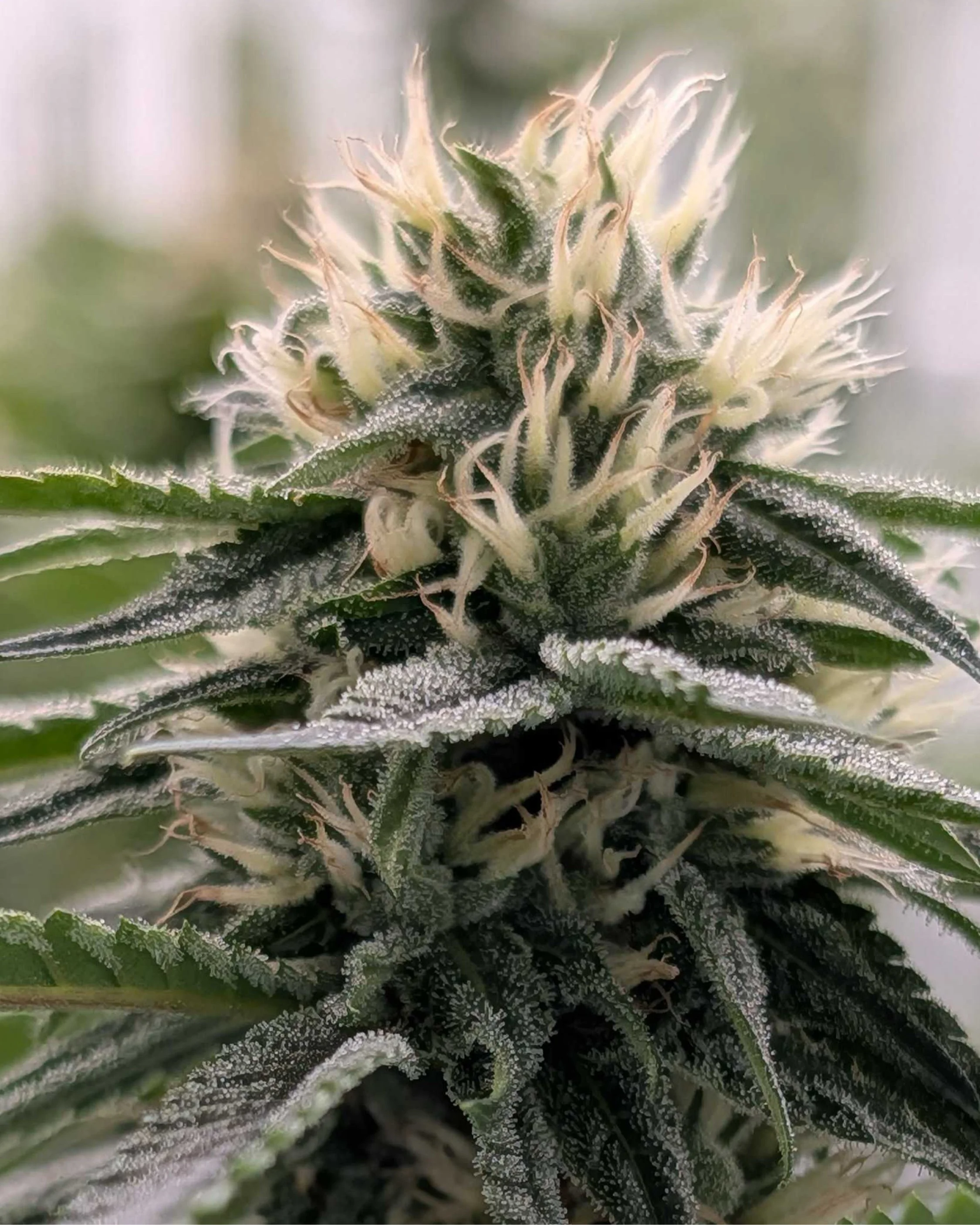 NJ Plants3.jpg