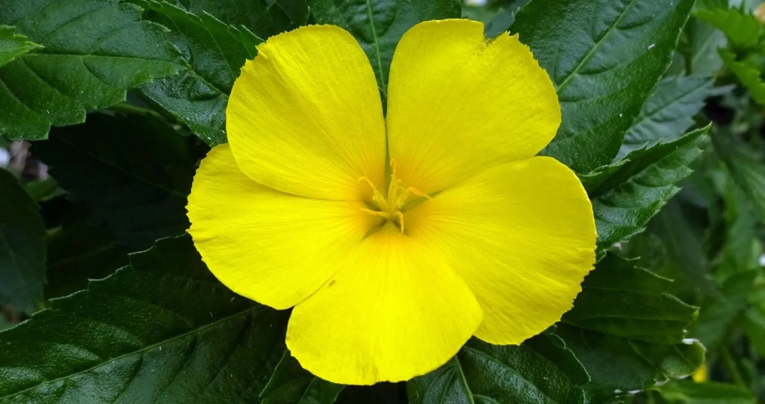 Tantric’s chief ingredient, Damiana.