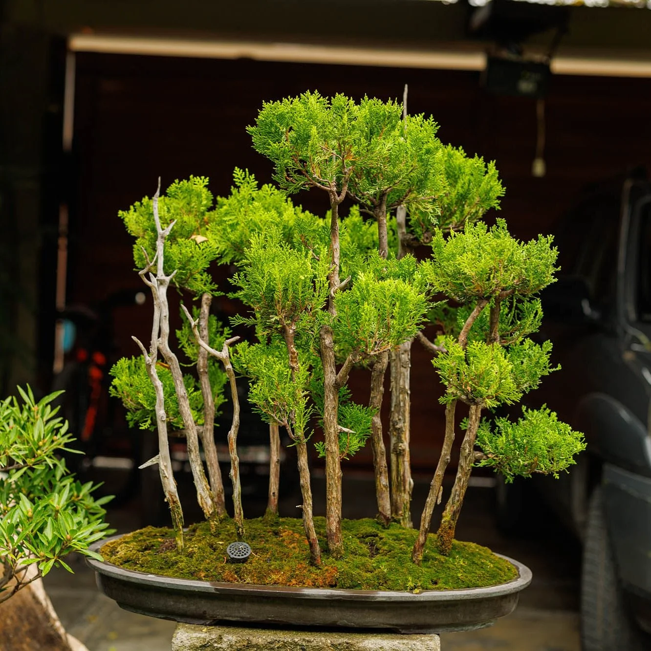In loving memory of my grandmother Carola Castro a world renowned Bonsai artist RIP